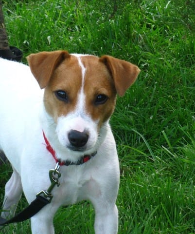 Un regard attendrissant -- 1, 2, 3, VOTEZ !!!