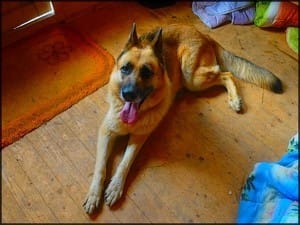 Baïka se prend-t-elle pour rex, le chien policier?