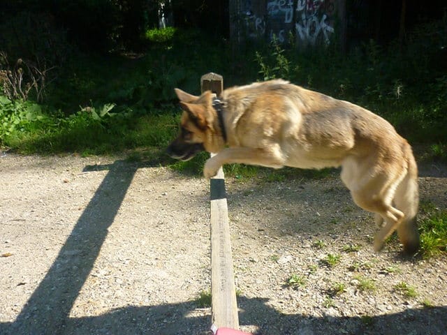 Concours, votre animal en plein vol !