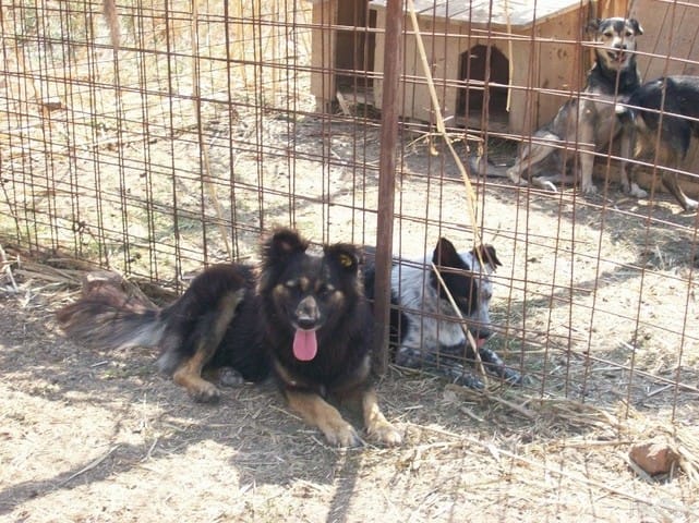URGENT Tomi le chien cherche desesperement une famille ! HELP