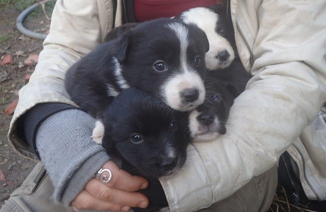 Don de chiot contre bon soin !