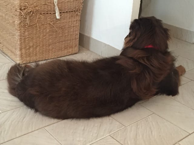 Berger australien qui perd ses poils ...bizarrement