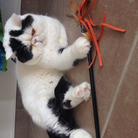 Castration de Mozart