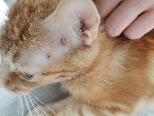 Perte de poils et marques rouges au niveau des tempes