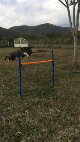 L'agility pourrait etre  nefaste pour les articulations de mon chien ?