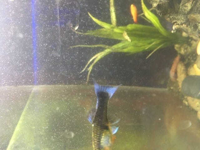 Guppy enceinte ,mâle avec les nageoires manger?