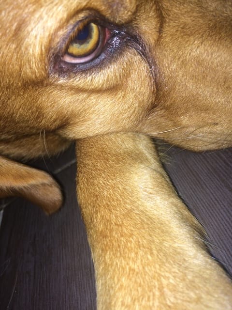 Mon chien a les yeux qui coule