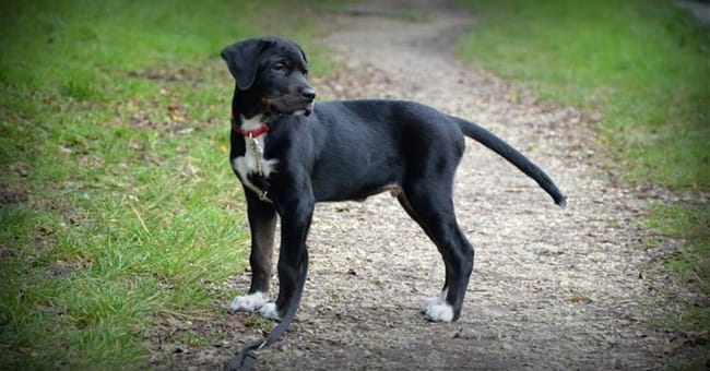 Mon chiot est croisé... mais avec quelles races??