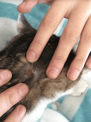 Blessure de mon chat ?