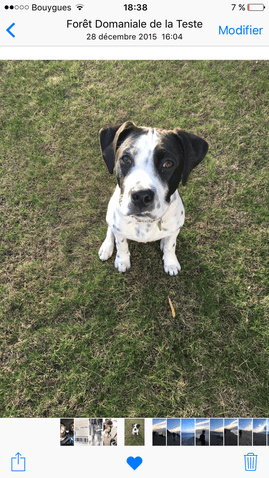 Quel est le croisement de mon chien ?