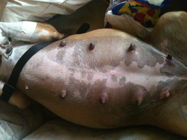 Le enseignement pour future mise bas