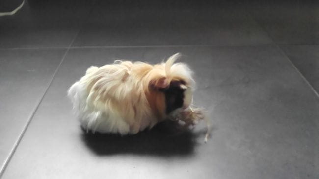 Est- ce- qu'on peut couper les poils d'une chonne?