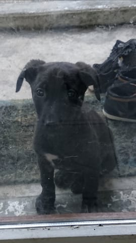 découvrir les différentes race de mon chiot