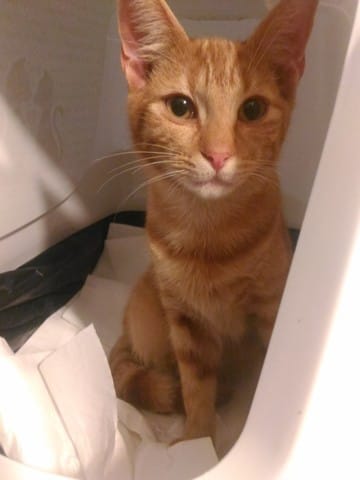 aide pour les chats des rues