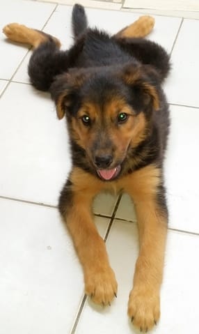 pouvez vous m aider a connaitre la race de ce chiot croisé SVP?