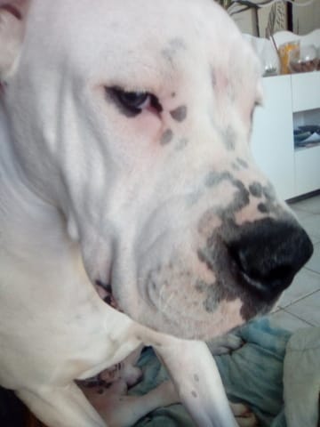 Dogue argentin au yeux bleus !?