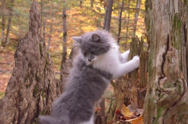 Pas de problèmes, juste quelques questions par curiosité - évolution naturelle d'un chaton