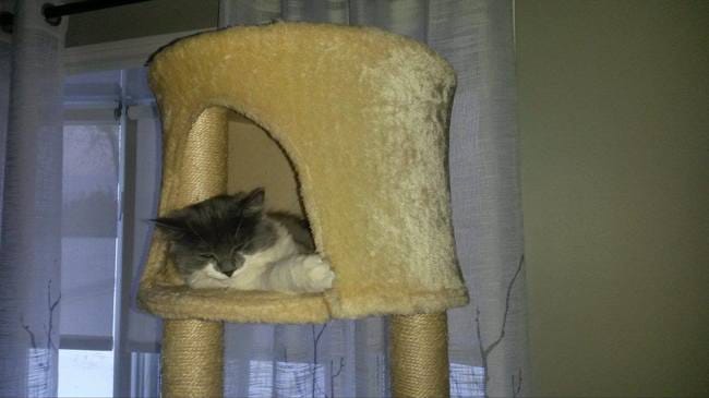 Une petite minette de 4 mois déloge 3 chats adultes de leur territoire