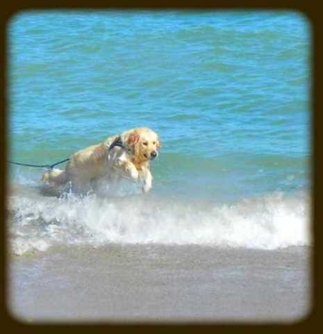 Saillie pour mon beau Golden retriever