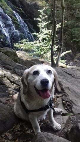 Premières vacances de mon vieux Snoopy à la montagne !