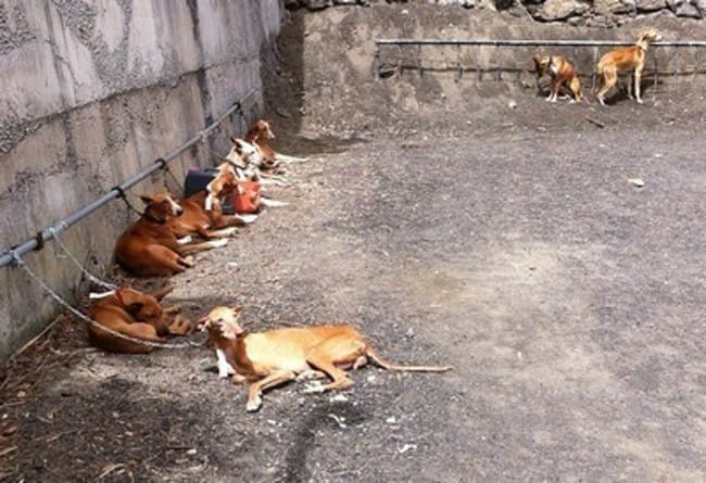 Il était une fois un chien espagnol
