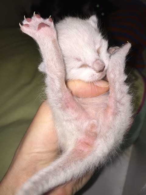 Chatons : mâles ou femelles ?