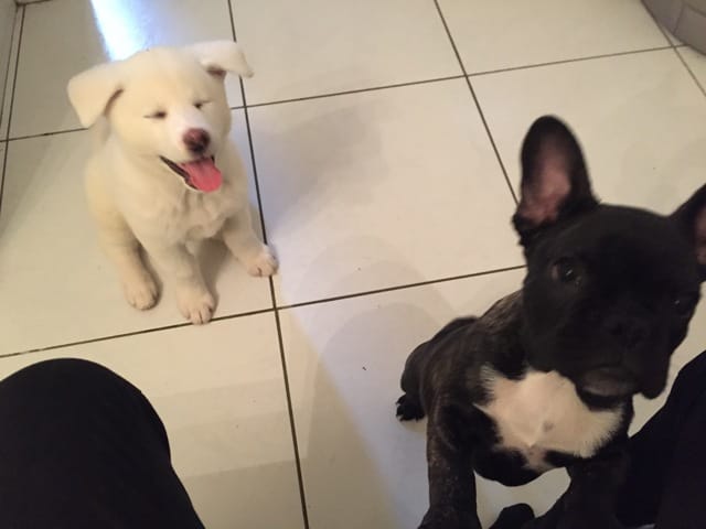 Bagarre à la maison