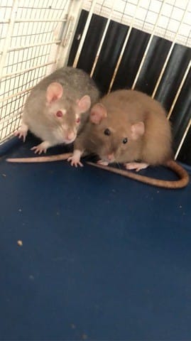 Adoption rat
