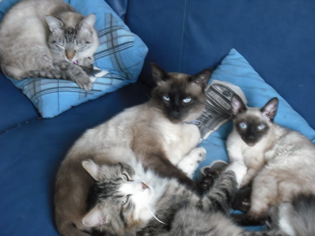 Un blog pour les amoureux des chats, mais pas seulement !