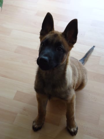 Mon malinois s'attaque au arbres 