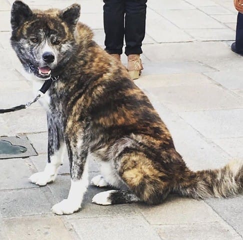 Quelqu'un connaît cette race de chien ?