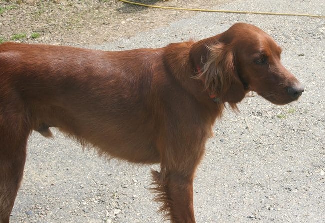 Vol de mon Seitter Irlandais