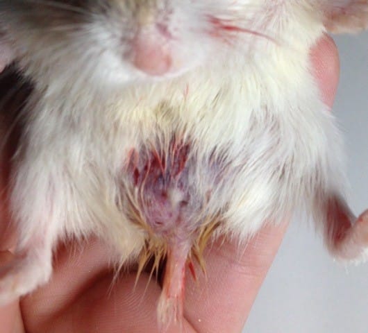 Saignements de l'arrière train