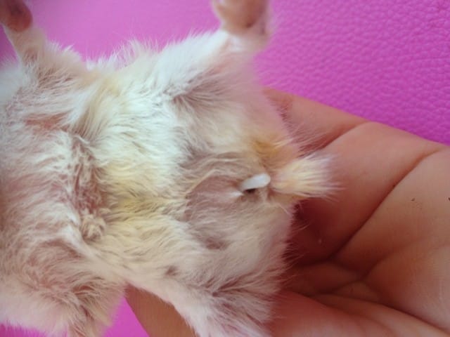 Chose visqueuse qui sort de l'arrière train