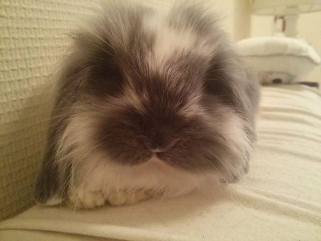 Aménagement cage lapin