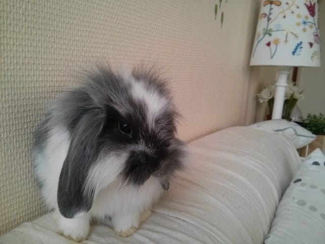 Quelle race de lapin?