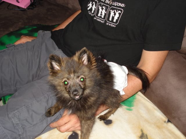 spitz nain 