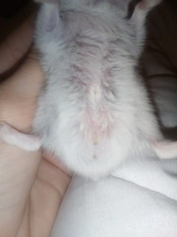 Je ne sais pas si mon hamster est une femelle ou un mâle