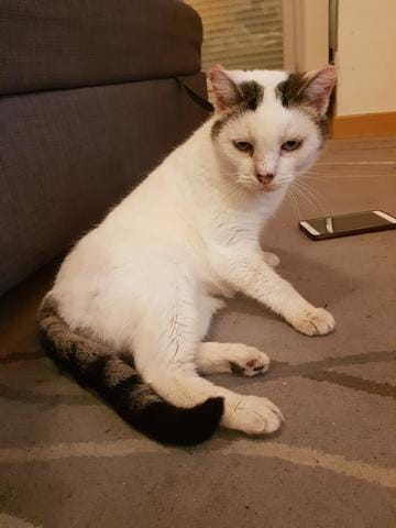 chatte a adopter