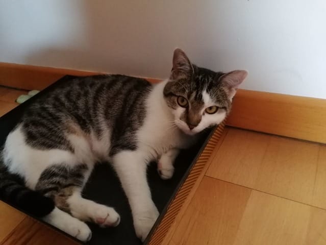 chaton femelle de 7 mois a adopter