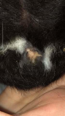 Pouvez vous me confirmer que ce sont bien deux femelles?