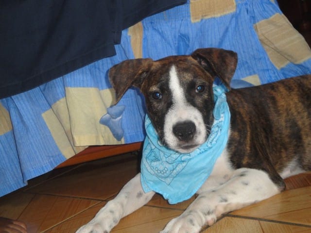 connaiseur en chien éclairé moi