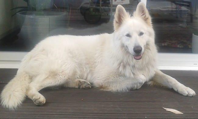 CHERCHE FEMELLE POUR SAILLIE BERGER BLANC SUISSE