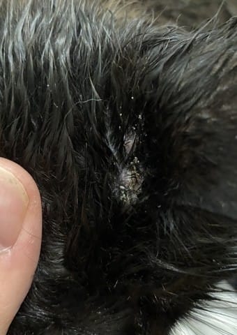 Petits problèmes de peau