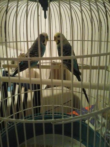 J'ai besoin de conseil svp ! 