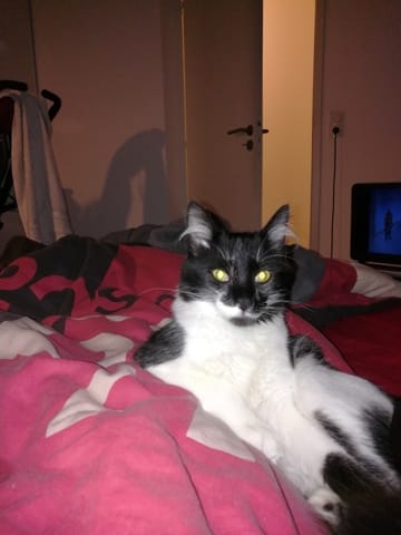 Quel est la race, de mon chat