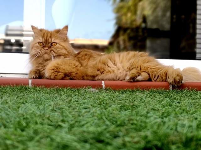 Mon chat est-il un persan ?