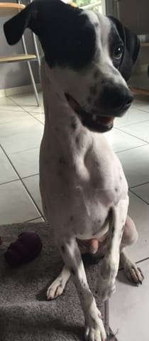 Jack Russel croisé?