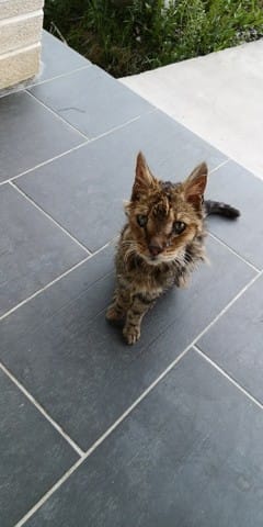 Chat abandonné maigre
