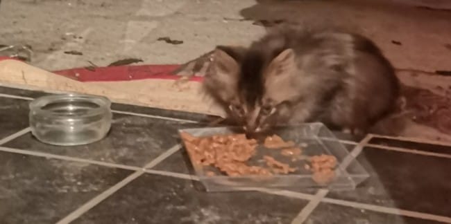 Approcher un chaton peureux